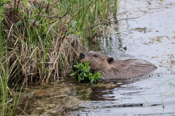 istock North American Beaver (Castor canadensis) Alberta Canada 1445408506