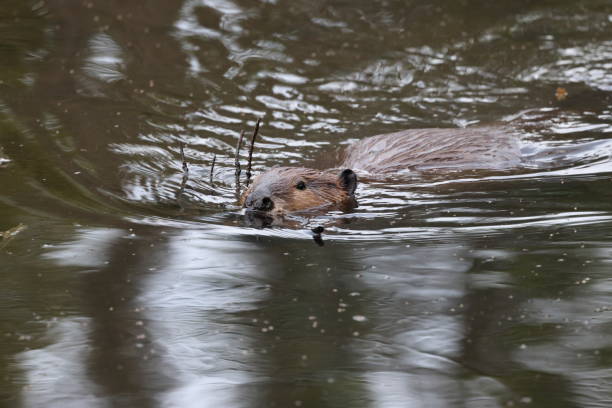 istock North American Beaver (Castor canadensis) Alberta Canada 1445409161