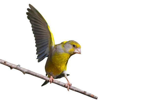istock Isolated bird. White background. Bird: European Greenfinch. (Chloris chloris). 1445409237