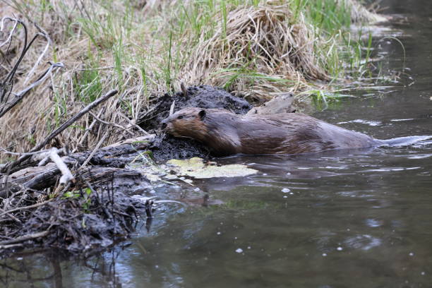 istock North American Beaver (Castor canadensis) Alberta Canada 1445409259