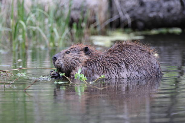 istock North American Beaver (Castor canadensis) Alberta Canada 1445409339