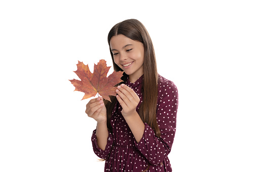 happy child looking at autumn maple leaf isolated on white, nature.