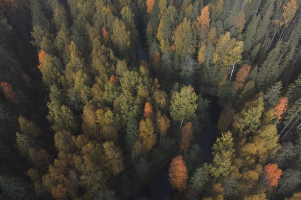 istock A small river can be seen in a picturesque forest area. Drone view 1445414394
