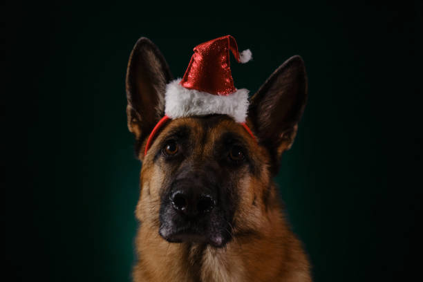 istock Beautiful German Shepherd with red Santa hat on head portrait close-up. Studio photo inside, serious dog. Greeting card. Concept of pet celebrating Christmas as humans. 1445414542