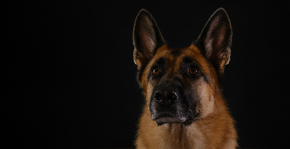 Portrait of red German Shepherd on black background, studio photo inside. Beautiful serious breed of dog, muzzle close-up. Horizontal web banner with copy space.