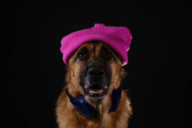 собака хипстерского меломана. понятие собаки выглядит как человек. счастливая немецкая овчарка с розовой вязаной шапкой на голове слушает  - german shepherd audio стоковые фото и изображения