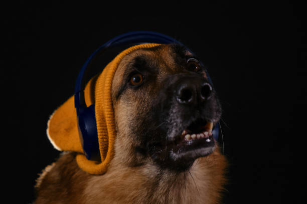 perro hipster amante de la música. el concepto de perro se parece a la persona. feliz pastor alemán con sombrero de punto amarillo en la cabeza escucha música con auriculares, retrato de estudio de cerca sobre fondo negro. - german shepherd audio fotografías e imágenes de stock