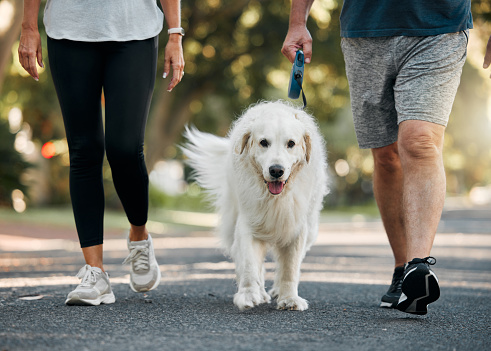 Couple walking the dog in a park for exercise, fitness and workout. Senior man and woman together taking pet for walk outdoors on leash. Leisure activity for wellness, active and healthy lifestyle