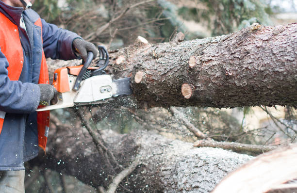 man sawing a tree stock photo