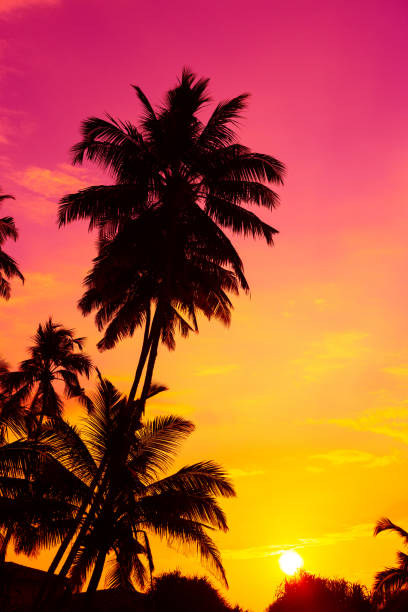 istock Coconut palm trees silhouettes in tropical resort 1445418275