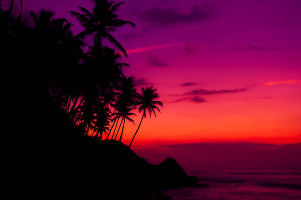 Tropical beach at dusk after colorful sunset with coconut palm trees silhouettes