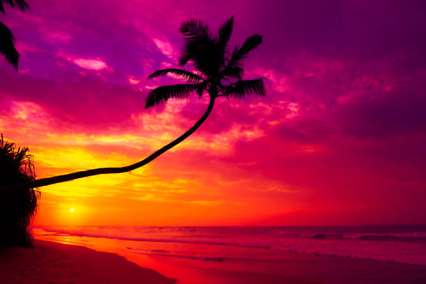 istock Colorful sunset with coconut palm tree silhouette on tropical island beach 1445418588