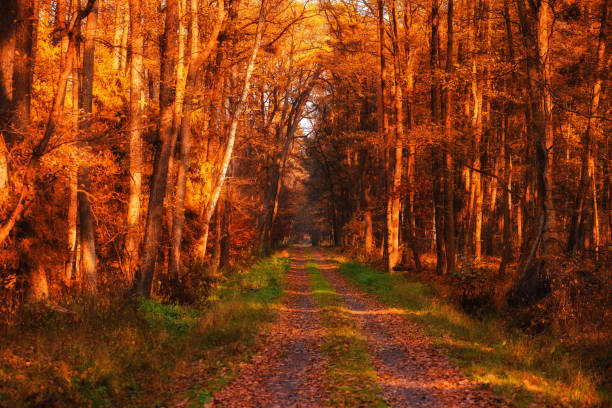 istock Road in autumn forest 1445418602