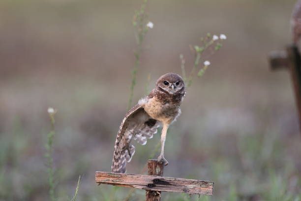 istock Burrowing Owl (Athene cunicularia) Cape Coral Florida USA 1445419344