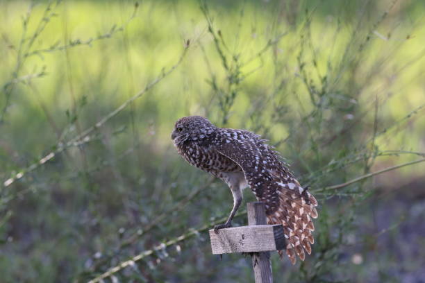 Burrowing Owl (Athene cunicularia) Cape Coral Florida USA