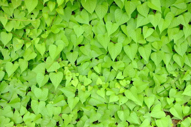 istock Fresh Green Leaves Fence Background, Suitable for Backdrop, Mockup, and Template. 1445419606