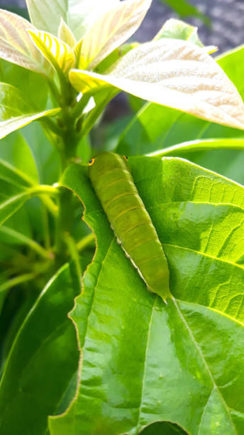 istock Green caterpillar hiding from the sun 1445420781