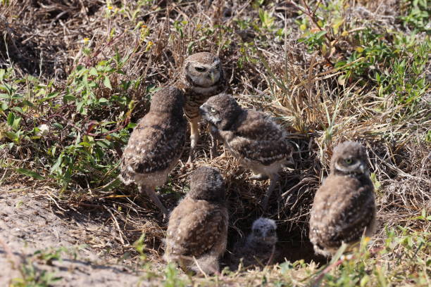 istock Burrowing Owl (Athene cunicularia) Cape Coral Florida USA 1445422674