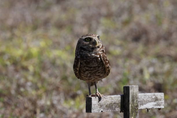 istock Burrowing Owl (Athene cunicularia) Cape Coral Florida USA 1445422881