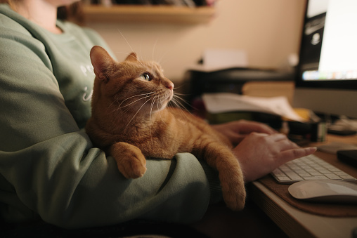 A beautiful ginger cat lying on its owner as she works on a computer