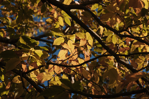 Beautiful panoramic autumn scenery with colorful leaves and bokeh background