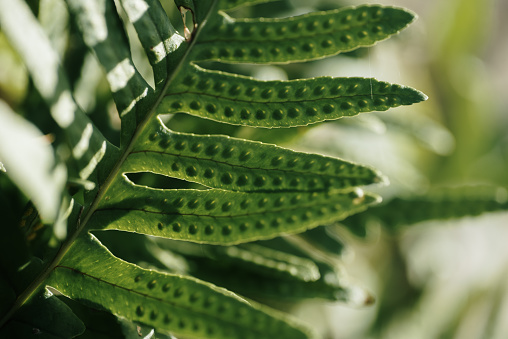 Polypodium fern close-up