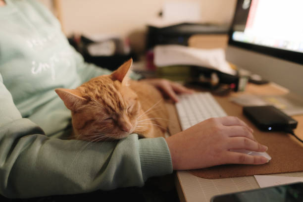 istock Cat lying on owner as she works on a computer 1445423000