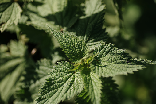 Urtica dioica or stinging nettle plant close-up
