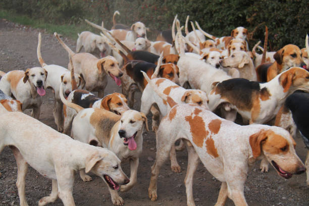 istock Hunting Hound Dogs. 1445423112