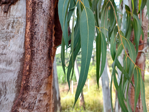 A close-up shot of an eucalyptus leaf Fresh green leaves of an eucalyptus tree.