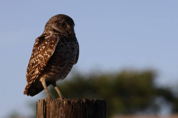 istock Burrowing Owl (Athene cunicularia) Cape Coral Florida USA 1445423323