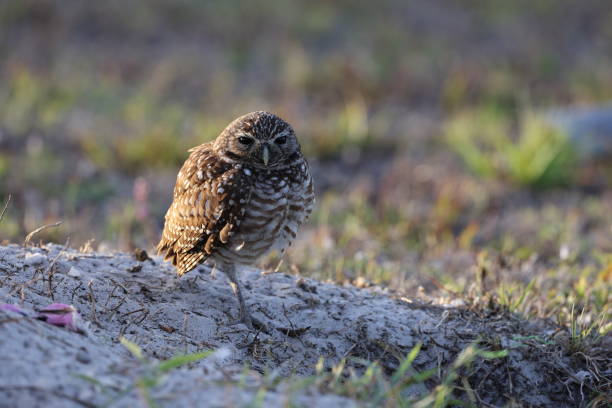 Burrowing Owl (Athene cunicularia) Cape Coral Florida USA