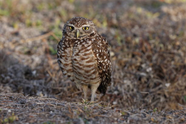 istock Burrowing Owl (Athene cunicularia) Cape Coral Florida USA 1445423445