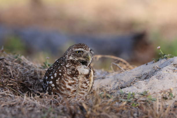 istock Burrowing Owl (Athene cunicularia) Cape Coral Florida USA 1445423554