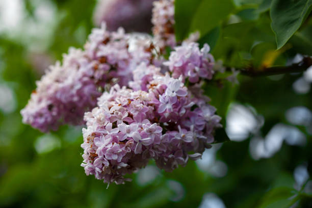istock beautiful lilac flowers branch on a green background, natural spring background, soft selective focus 1445425043
