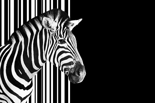 Detail of a zebra head over an abstract black and white striped code background.