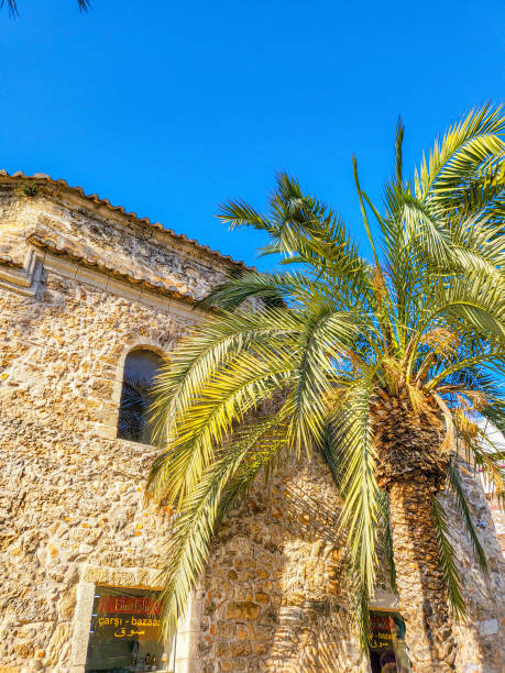 istock Palm tree in the old city in Turkey 1445426837