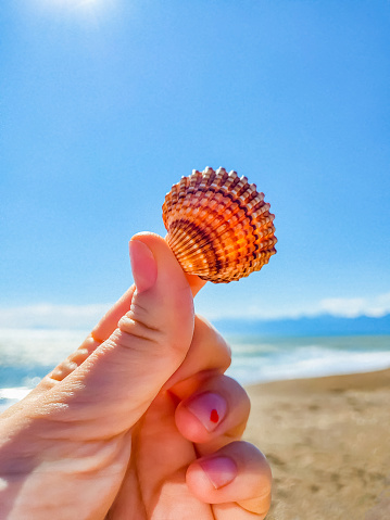 Colored shell in the girl's hand on the background of the sea