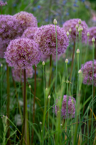 a group of nine alliums growing together with some seed pods