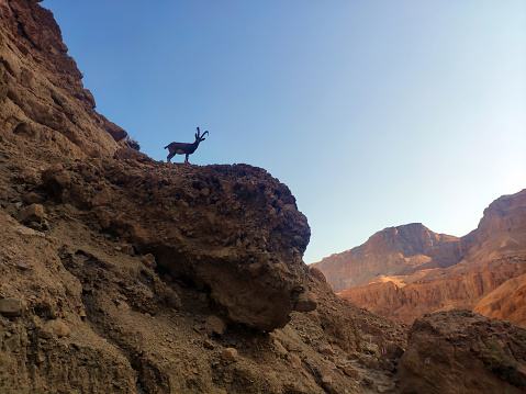 Ibex standing watch in the mountains surrounding the Dead Sea