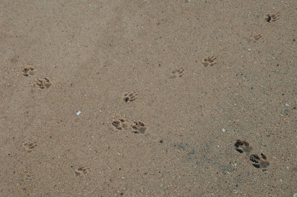 istock Canid tracks on the sand. 1445431313