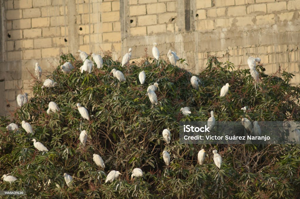 Cattle egrets in the roosting site. Cattle egrets Bubulcus ibis in the roosting site. Dakar. Senegal. Africa Stock Photo