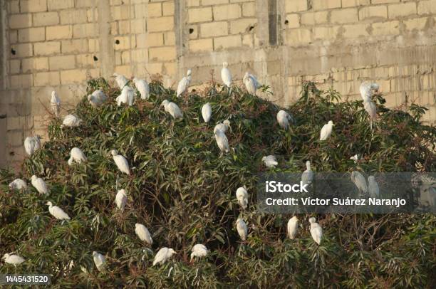 Cattle Egrets In The Roosting Site Stock Photo - Download Image Now - Africa, Animal, Animal Themes