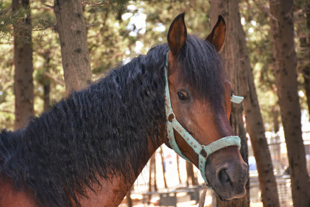 istock a healthy bright-skinned brown horse with sad eyes 1445431677