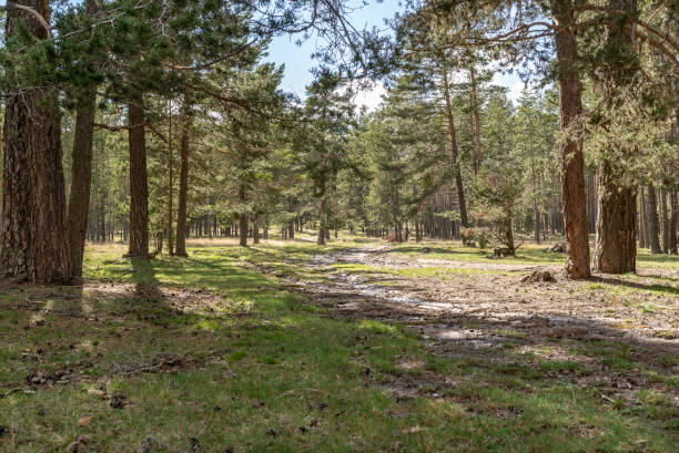 camino a través de un hermoso bosque de pinos. - pinar fotografías e imágenes de stock