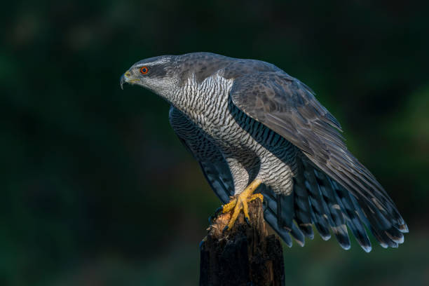 istock Beautiful Northern Goshawk (Accipiter gentilis) on a branch  in the forest 1445432524