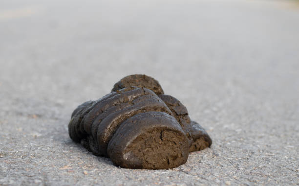 fresh cow dung Close-up of fresh cow dung on road surface, selective focus cow dung stock pictures, royalty-free photos & images