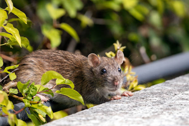 istock Close-up of a rat 1445436401