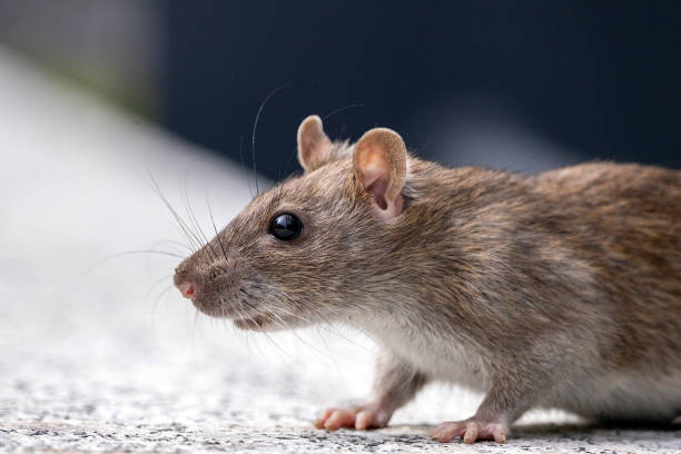 istock Closeup of a rat 1445436609