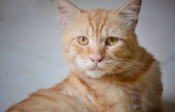 istock Portrait of my pet 1445441214